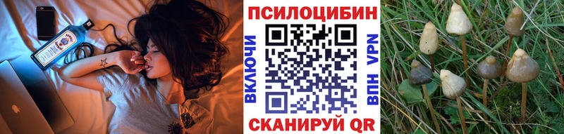 Купить  Кукмор  Галлюциногенные грибы Cubensis 